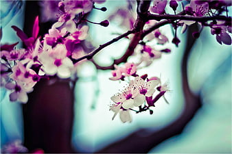 Close-up of pink and purple cherry blossoms on a branch