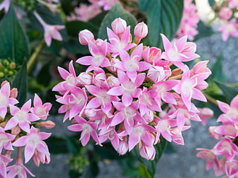 Close-up of vibrant pink Clerodendrum flowers in bloom