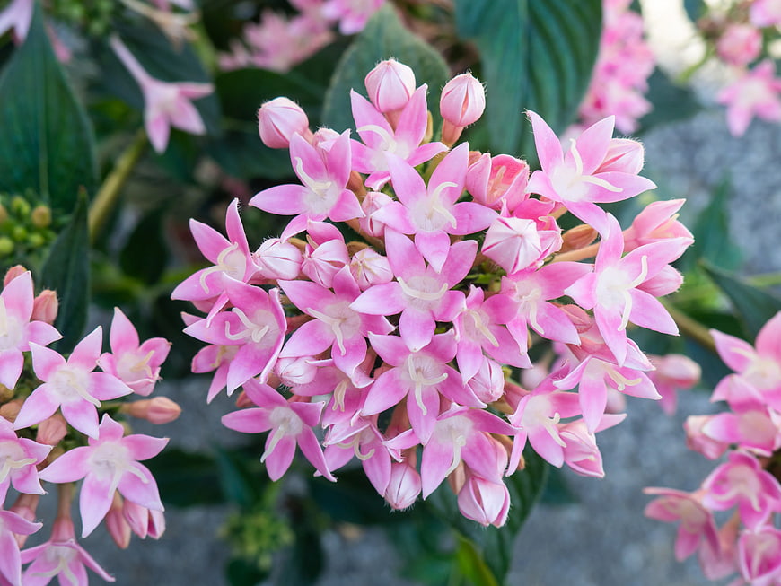 Close-up of vibrant pink Clerodendrum flowers in bloom