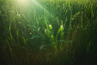 Sunlit Green Wheat Field with Morning Dew Drops