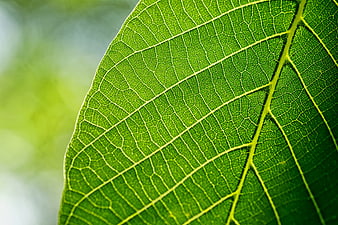 Macro Close-Up of Green Leaf Veins and Texture