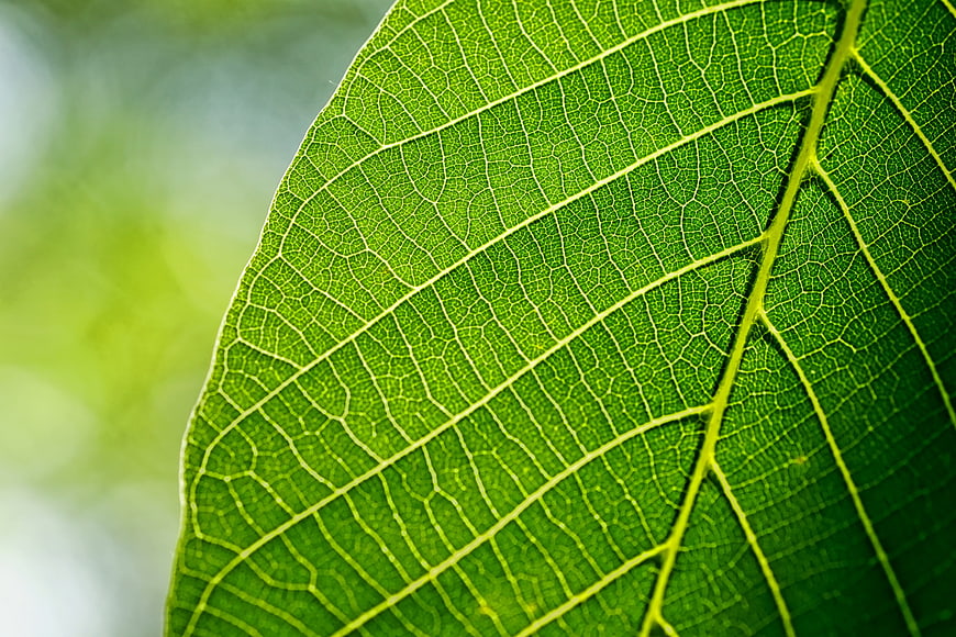 Macro Close-Up of Green Leaf Veins and Texture