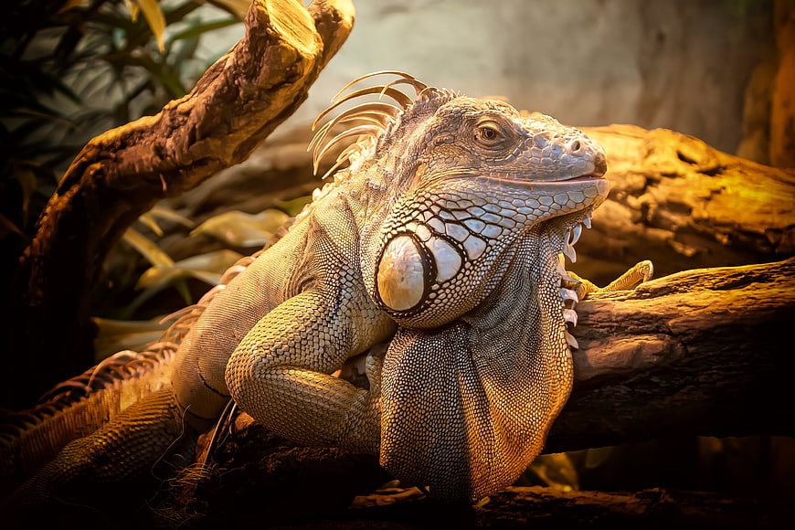 Close-up of a Green Iguana Resting on a Branch
