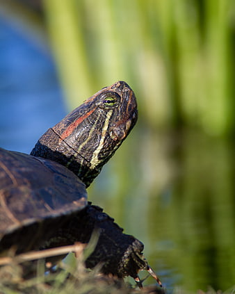 Close-up of a Painted Turtle Head in Nature