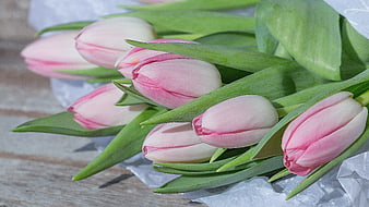 Fresh Pink Tulips Wrapped in Paper on Wooden Table