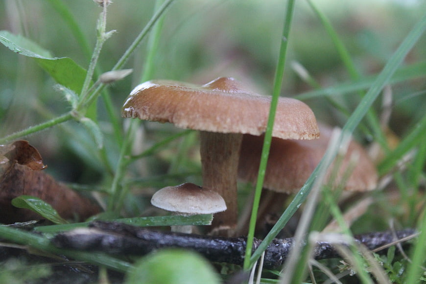 Brown mushrooms growing in green grass forest floor