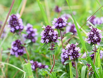 Close-up of purple wild thyme flowers in a green meadow