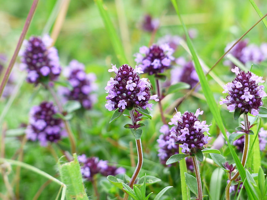 Close-up of purple wild thyme flowers in a green meadow