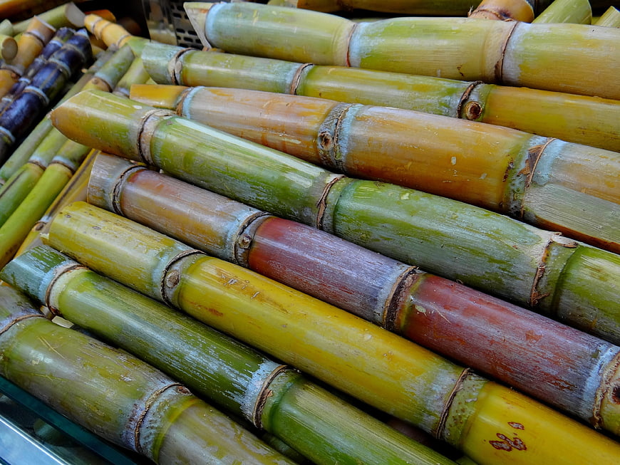 Fresh multicolored sugarcane stalks stacked at market