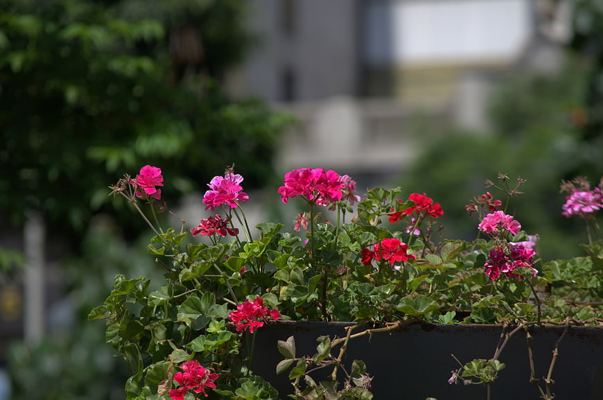 Vibrant Pink and Red Geraniums in a Planter Box