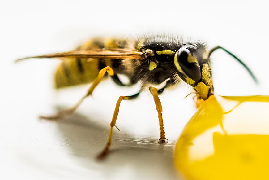 Close-up of a wasp drinking yellow liquid