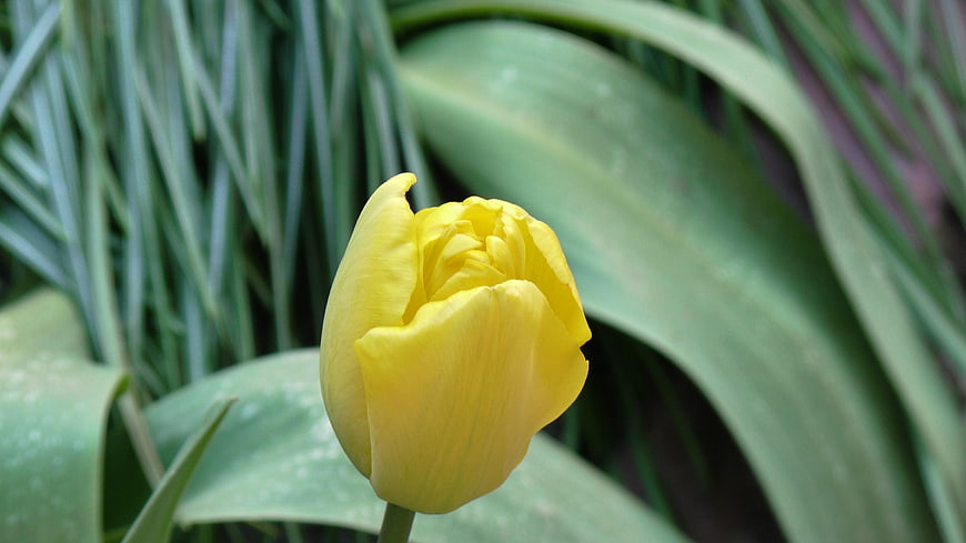 Close-up of a yellow tulip bloom in a garden
