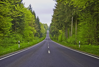 Asphalt road winding through lush green forest in spring