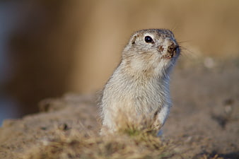Cute Prairie Dog Standing on Dirt Mound in Sunlight