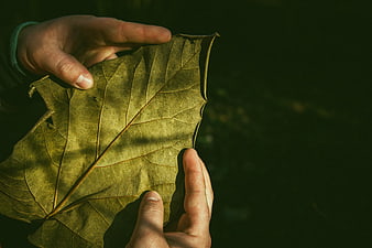 Hands holding a large autumn leaf in sunlight