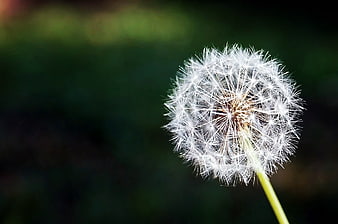 Close-up of a white dandelion seed head on green background
