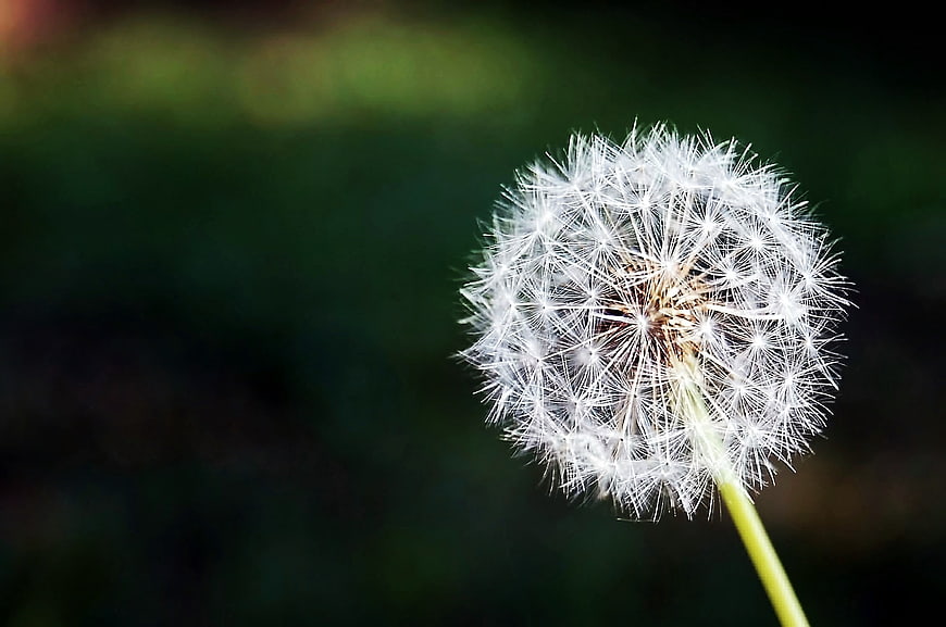 Close-up of a white dandelion seed head on green background