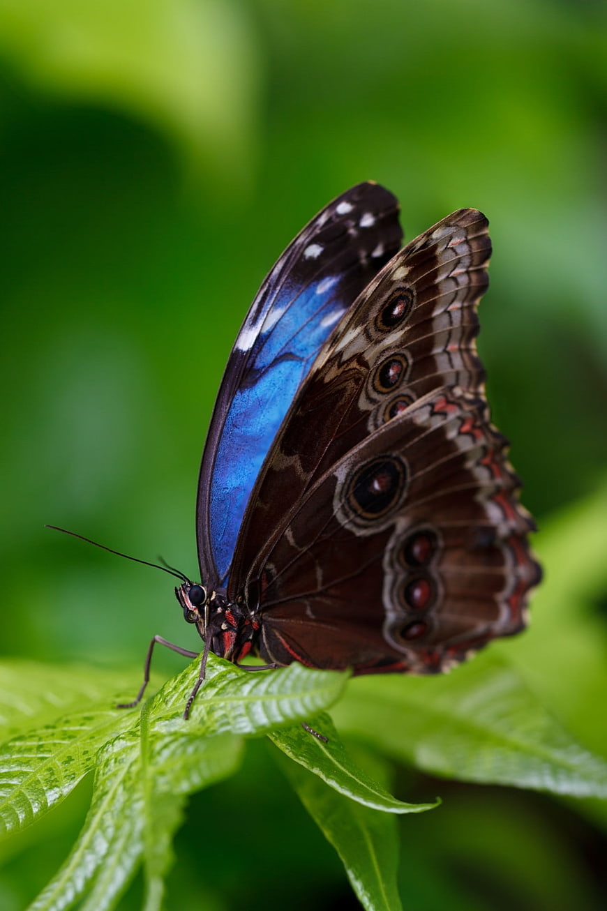 Blue Morpho Butterfly on Green Leaf Closeup