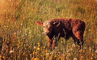 Brown Calf Standing In Wildflower Meadow At Golden Hour