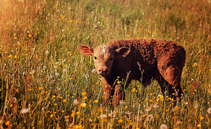 Brown Calf Standing In Wildflower Meadow At Golden Hour