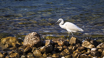 Great Egret Standing on Rocks by Clear Lake Water