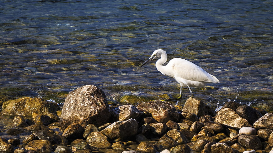 Great Egret Standing on Rocks by Clear Lake Water