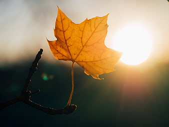 Golden maple leaf backlit by sunset sun