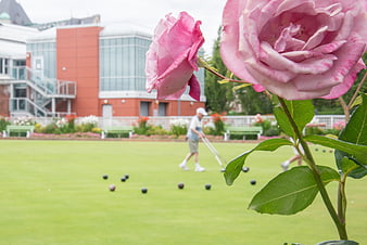 Pink Roses Foreground with Lawn Bowls Game Background
