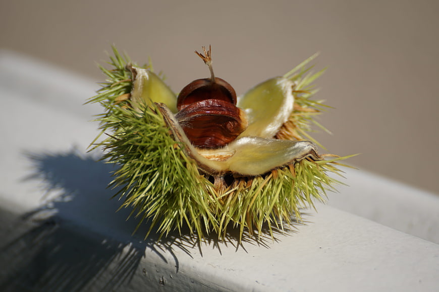 Open Chestnut Burr with Nut on White Railing