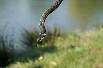 Grass Snake Head Close-Up with Forked Tongue