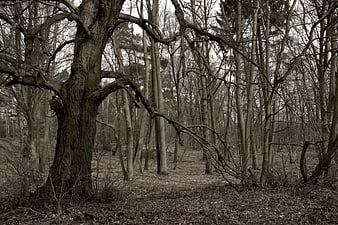 Gnarled Oak Tree in Sepia-Toned Winter Forest Landscape