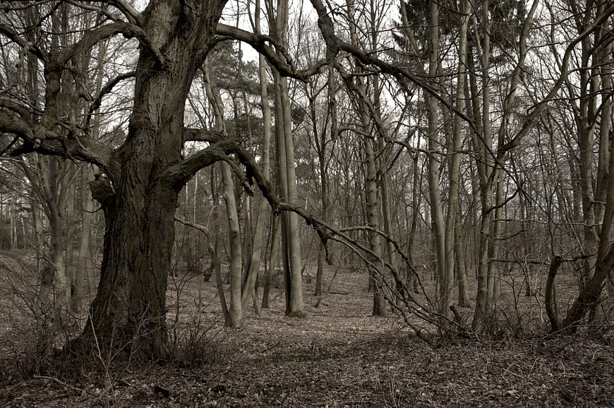 Gnarled Oak Tree in Sepia-Toned Winter Forest Landscape