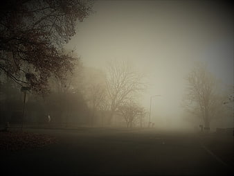 Foggy residential street with bare trees and misty morning atmosphere