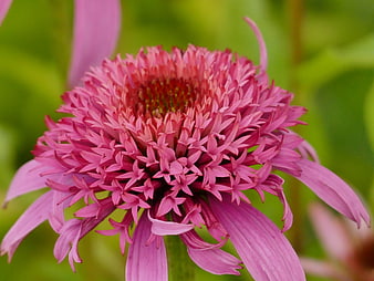 Close-up of a vibrant pink coneflower in a garden
