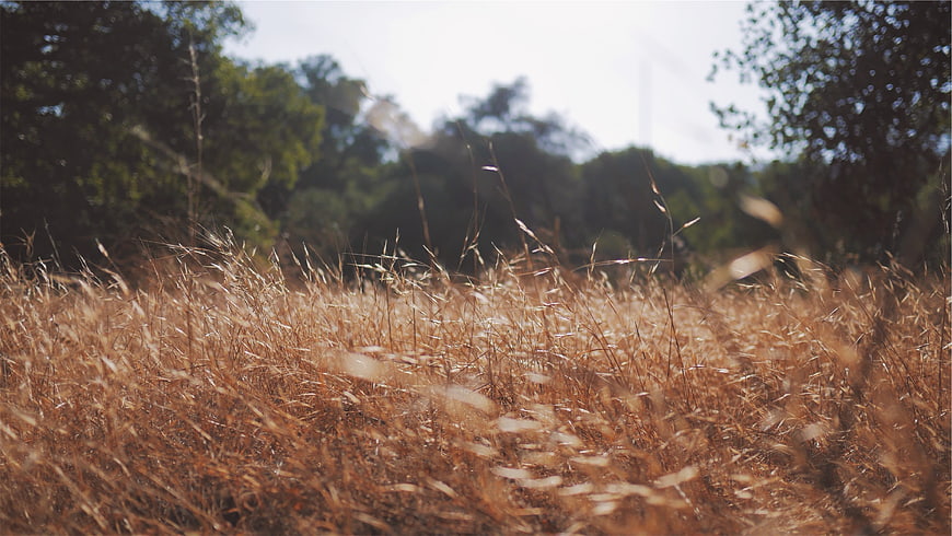 Golden dry grass field with blurred forest background