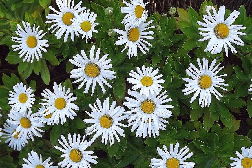 Close-up of white daisies with yellow centers in green foliage