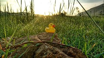 Yellow rubber duck on rock in dewy grass at sunrise