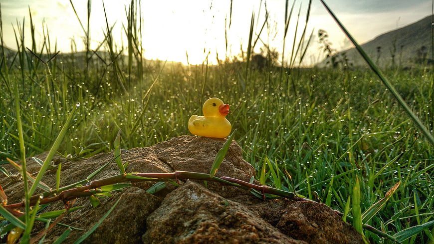 Yellow rubber duck on rock in dewy grass at sunrise
