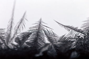 Macro Photography of Intricate Ice Crystals on a Frozen Window