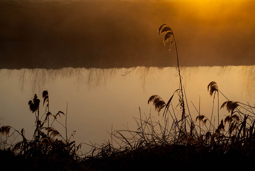 Silhouette of reeds on riverbank at golden sunrise