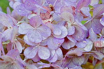 Close-up of purple hydrangea flowers with water droplets