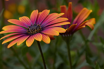 Close-up of vibrant orange and purple African daisy flower
