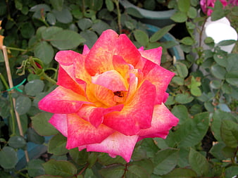 Vibrant Pink and Yellow Rose in Garden