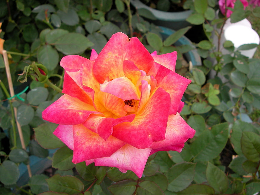 Vibrant Pink and Yellow Rose in Garden