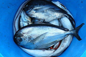 Fresh Silver Fish in Blue Bucket
