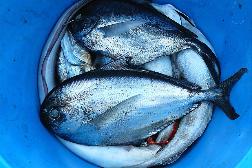 Fresh Silver Fish in Blue Bucket