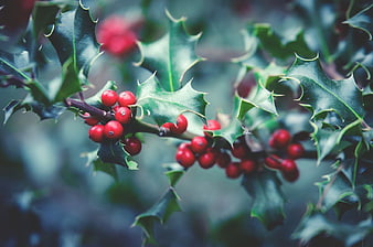 Close-up of red holly berries and green leaves