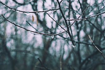 Raindrops on bare tree branches in a moody forest