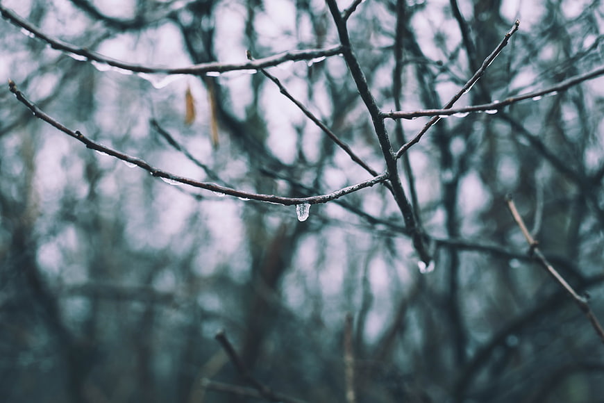 Raindrops on bare tree branches in a moody forest