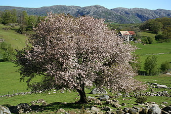 Blooming cherry tree in green meadow with mountains